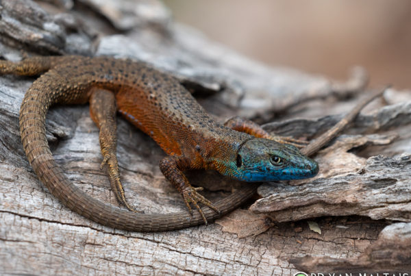 Blue-throated-keeled-lizard-Algyroides-nigropunctatus-2-Istria-Croatia