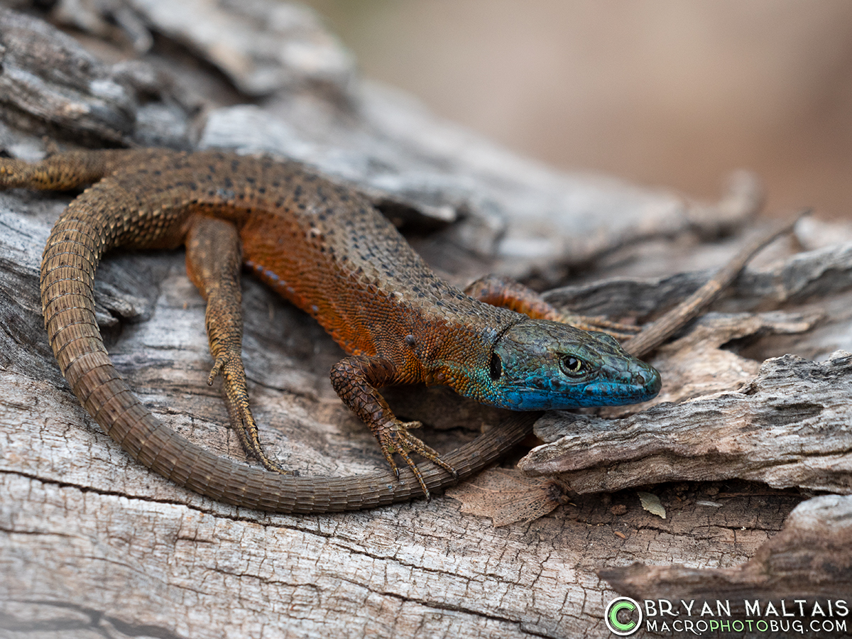 Blue-throated-keeled-lizard-Algyroides-nigropunctatus-2-Istria-Croatia