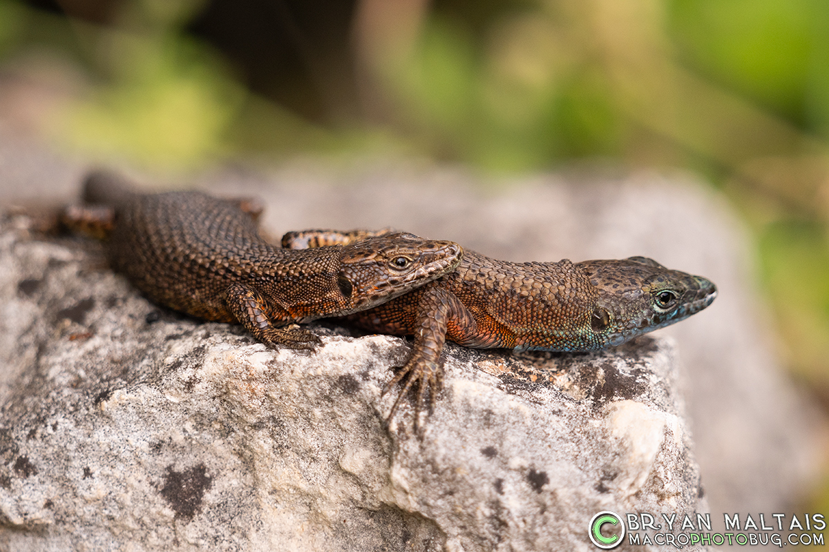 Blue-throated-keeled-lizard-pair-Algyroides-nigropunctatus-Istria-Croatia
