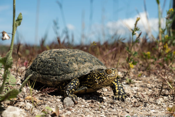 European Pond Turtle Parc-Natural-de-s'Albufera Mallorca Spain