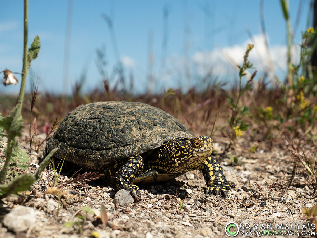 European Pond Turtle Parc-Natural-de-s'Albufera Mallorca Spain