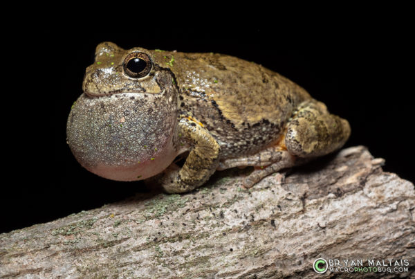 Grey Treefrog Calling on Branch wldlf rescue ctr pond ballwin