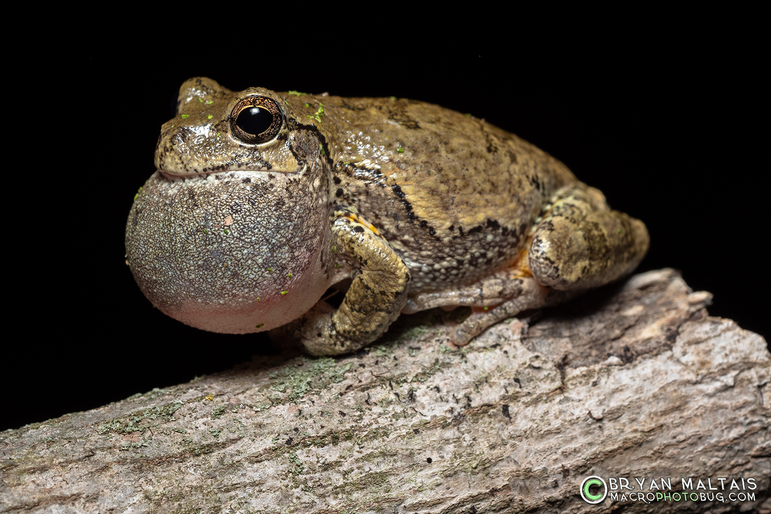 Grey Treefrog Calling on Branch wldlf rescue ctr pond ballwin