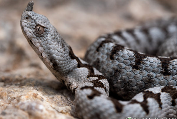 Horned-Viper-Vipera-ammodytes-Krk-Croatia-2-Bryan-Maltais