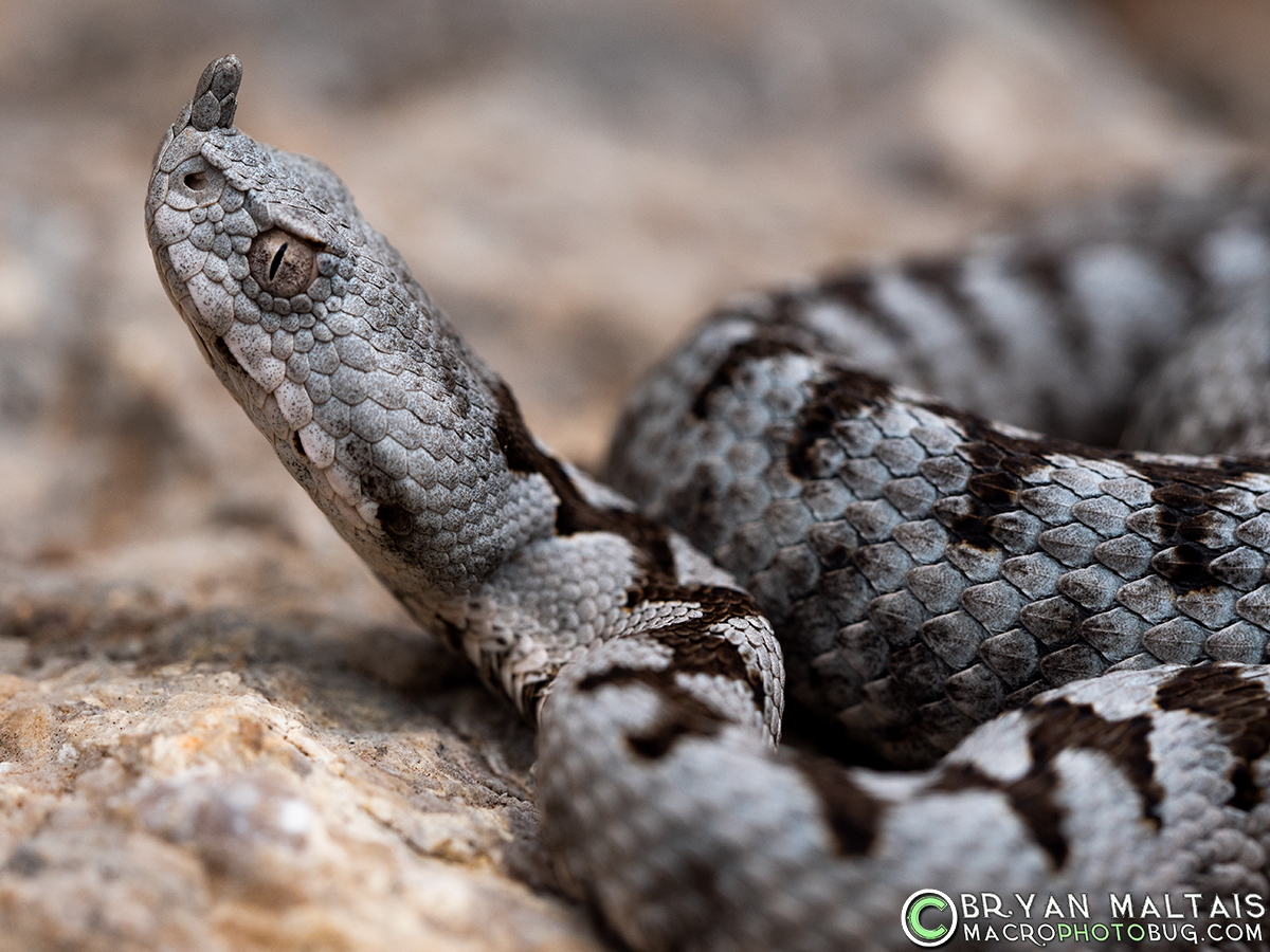 Horned-Viper-Vipera-ammodytes-Krk-Croatia-2-Bryan-Maltais