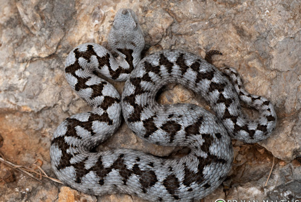 Horned-Viper-Vipera-ammodytes-Krk-Croatia-3-Bryan-Maltais