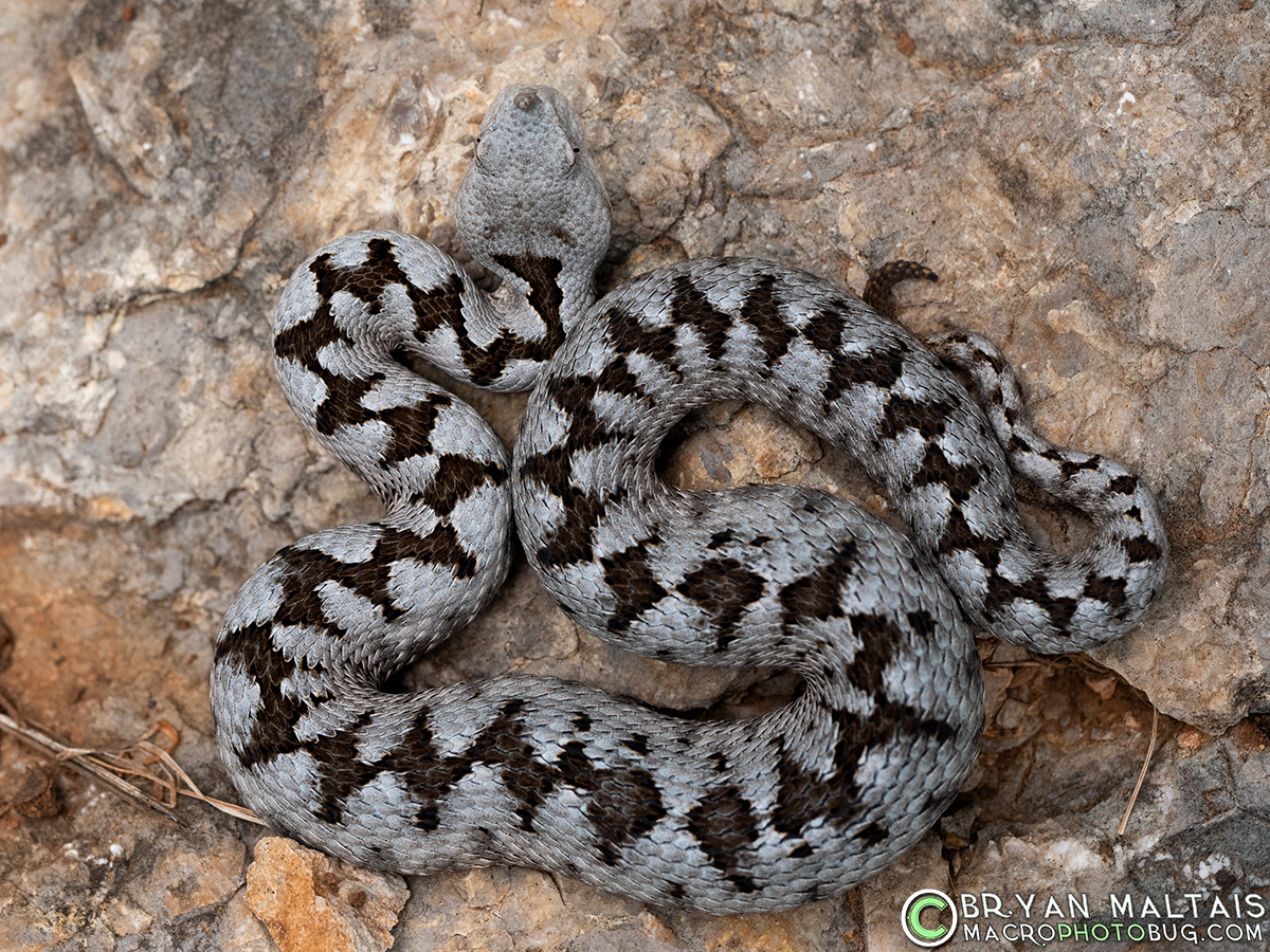 Horned-Viper-Vipera-ammodytes-Krk-Croatia-3-Bryan-Maltais