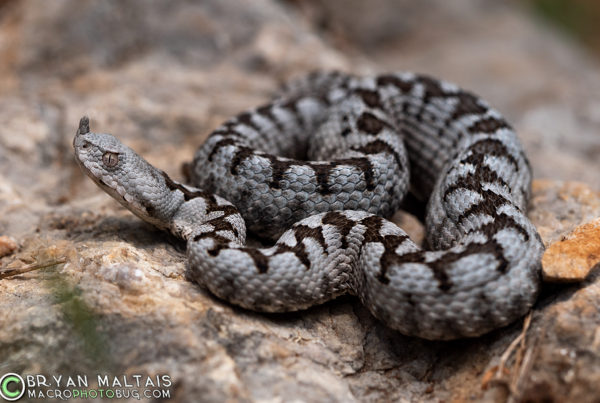 Horned-Viper-Vipera-ammodytes-Krk-Croatia-Bryan-Maltais