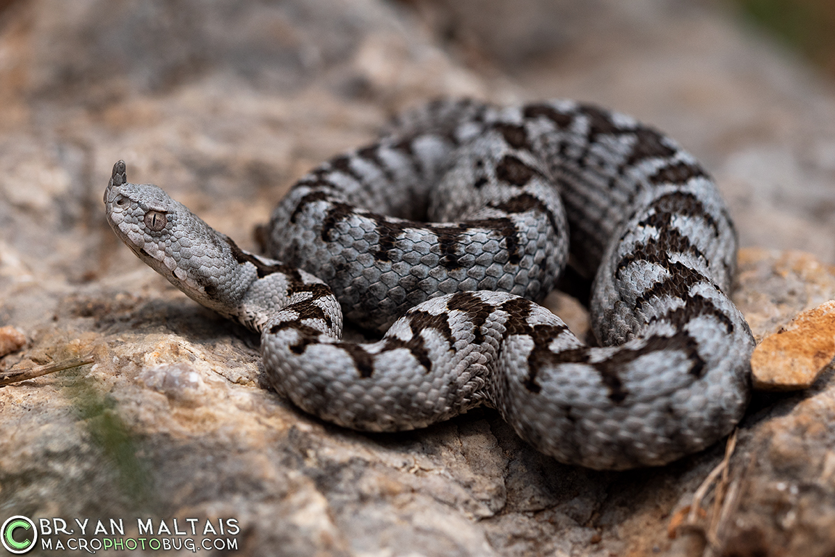 Horned-Viper-Vipera-ammodytes-Krk-Croatia-Bryan-Maltais