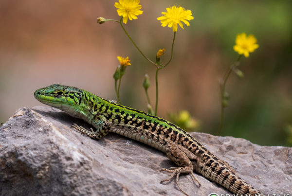 Italian-Wall-Lizard-Podacris-sicula-Krk-Croatia-2