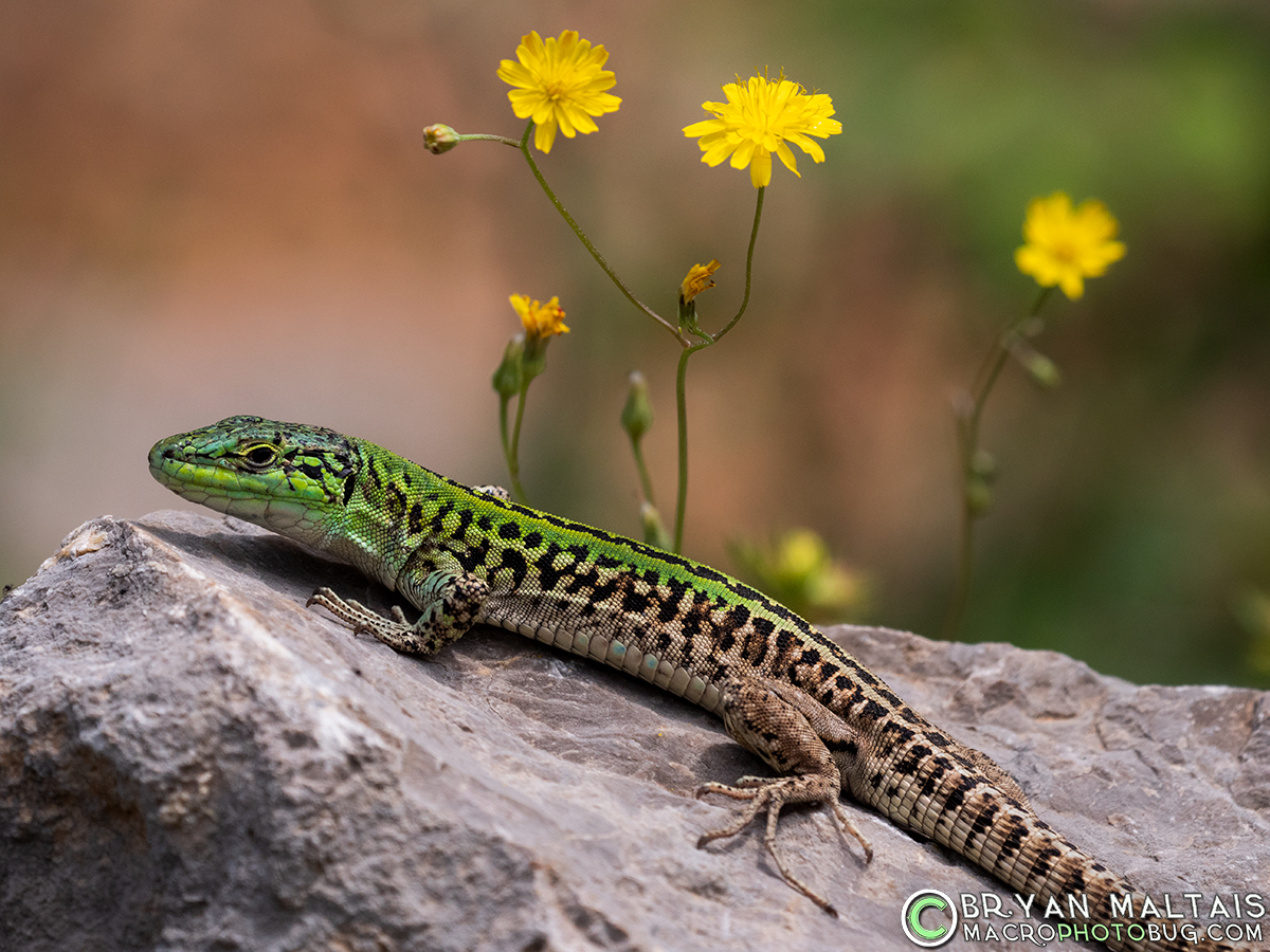 Italian-Wall-Lizard-Podacris-sicula-Krk-Croatia-2