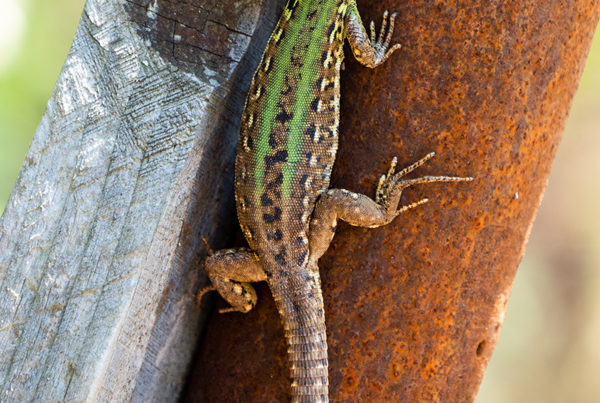 Italian-Wall-Lizard-Podacris-sicula-Krk-Croatia