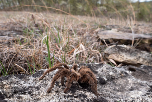 Missouri Tarantula