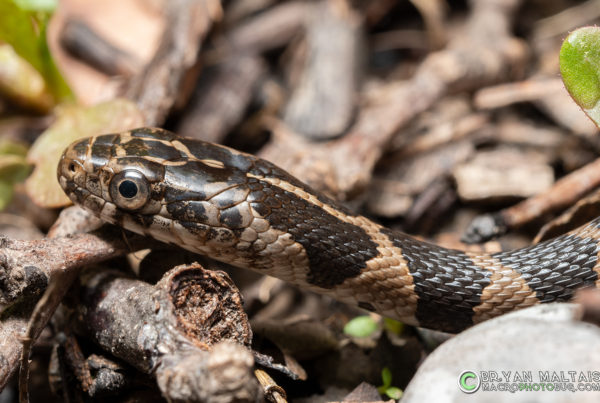 Northern Water Snake Juvenile