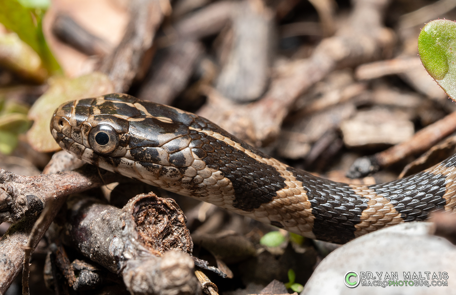 Northern Water Snake Juvenile