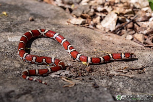 Red Milk Snake Juvenile