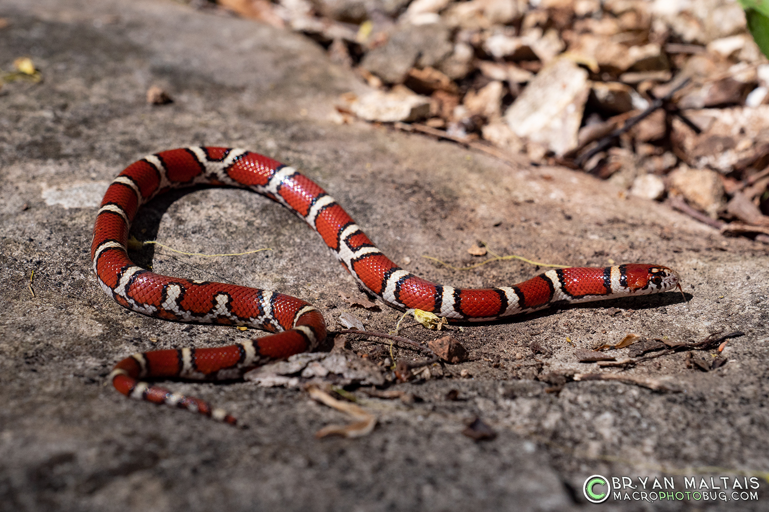 Red Milk Snake Juvenile