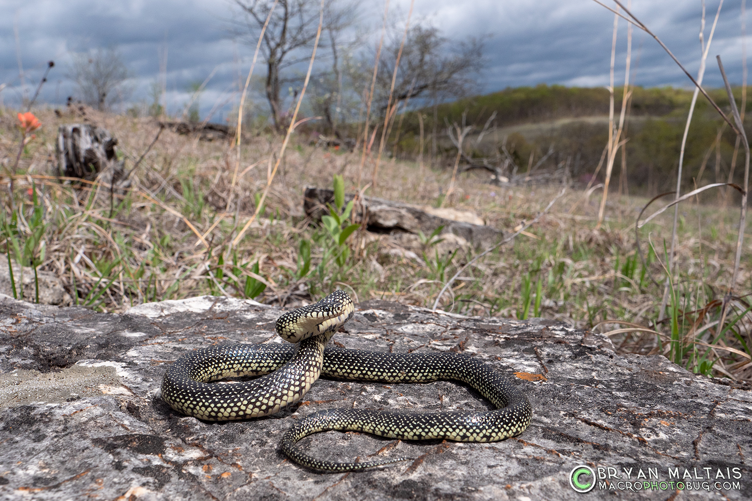 Speckled Kingsnake