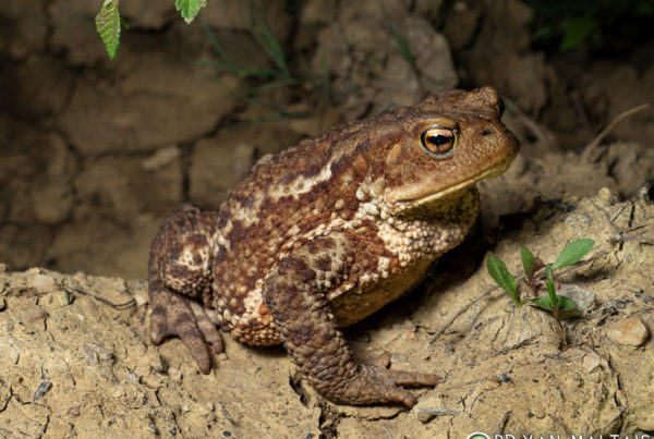 European Common Toad