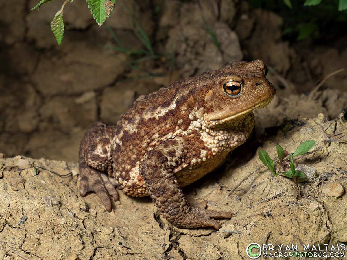 European Common Toad