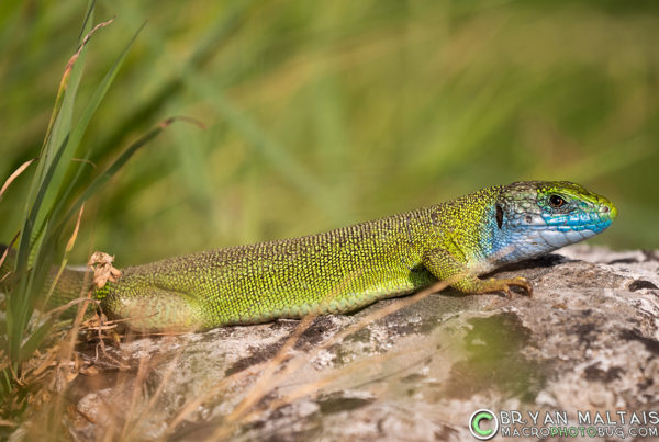 Western-Green-Lizard-Lacerta-bilineata-Istria-Croatia