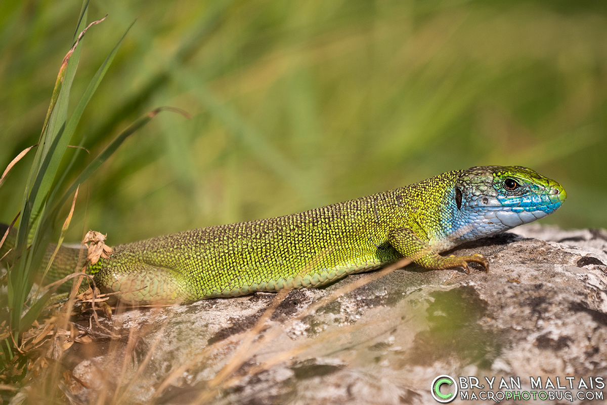 Western-Green-Lizard-Lacerta-bilineata-Istria-Croatia