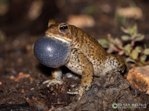 calling american toad ballwin