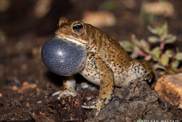 calling american toad ballwin