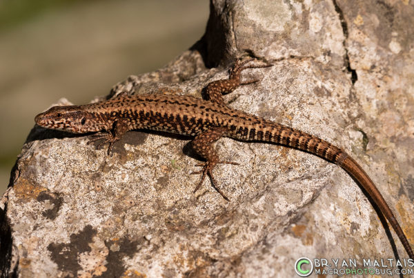 common-wall-lizard-podacris-muralis-cres-craotia-2