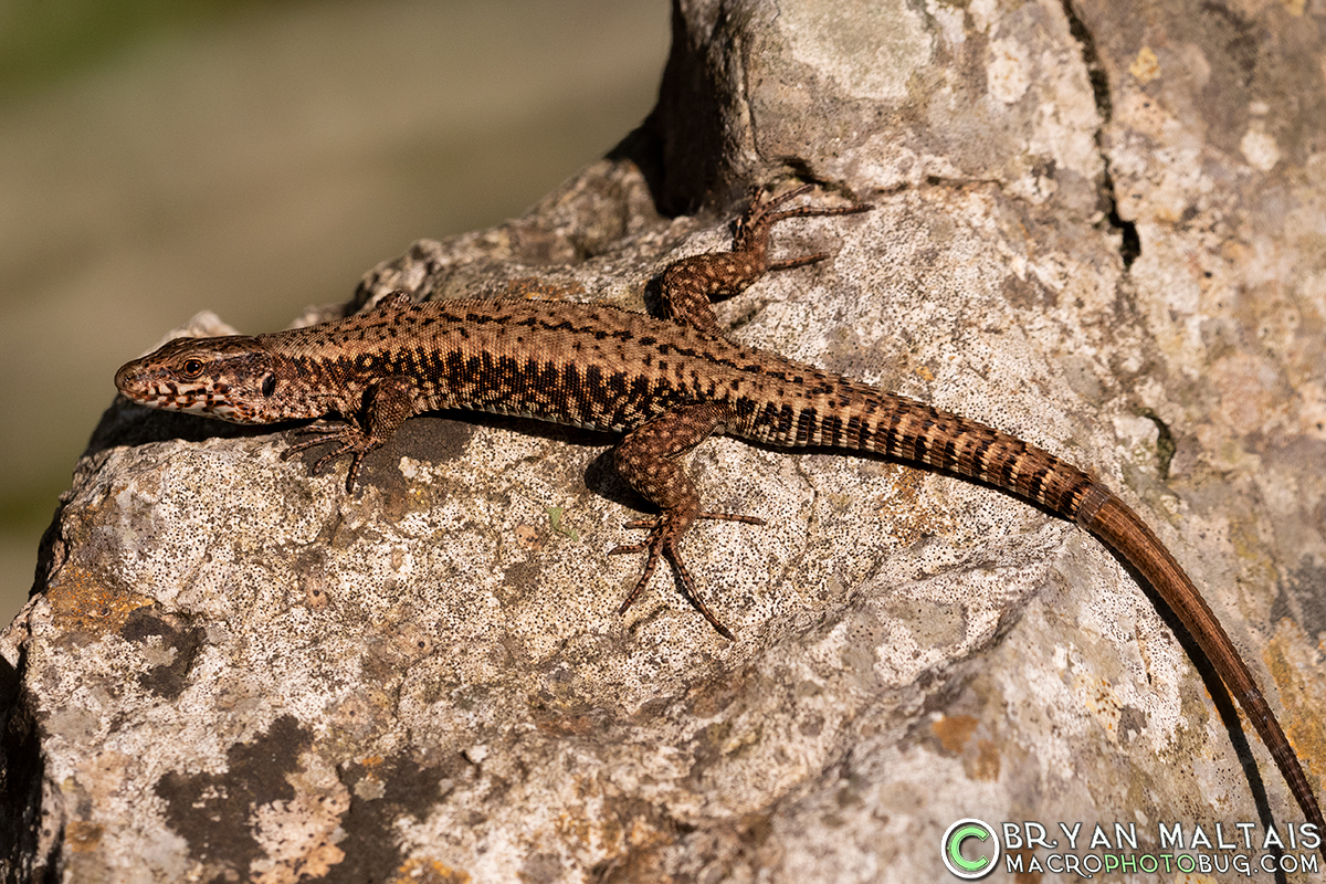 common-wall-lizard-podacris-muralis-cres-craotia-2