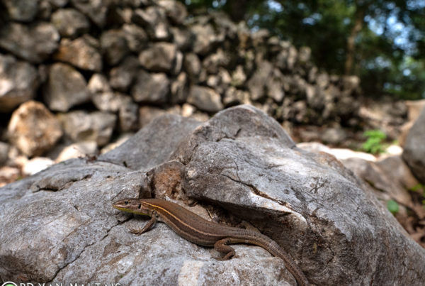 dalmation-wall-lizard--cres-croatia-Podarcis-melisellensis