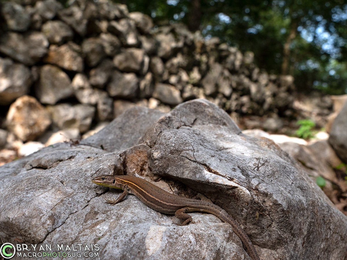dalmation-wall-lizard--cres-croatia-Podarcis-melisellensis