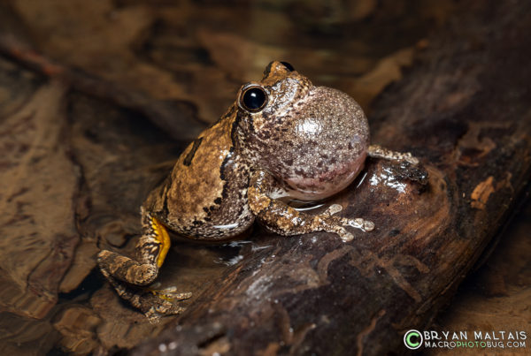 grey treefrog calling log