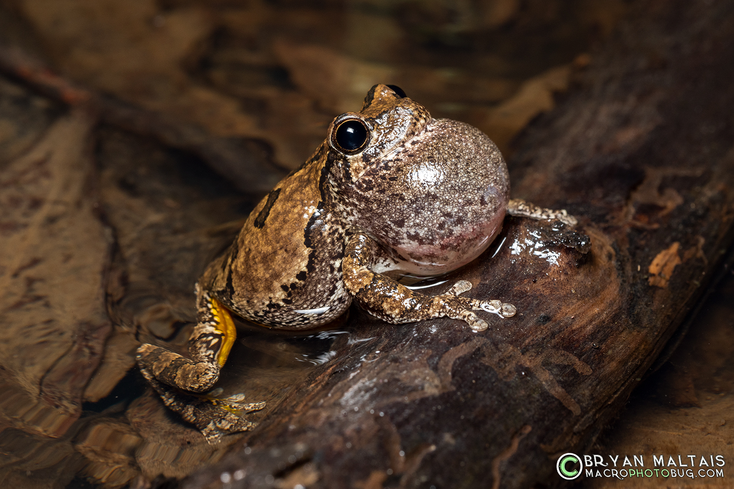 grey treefrog calling log