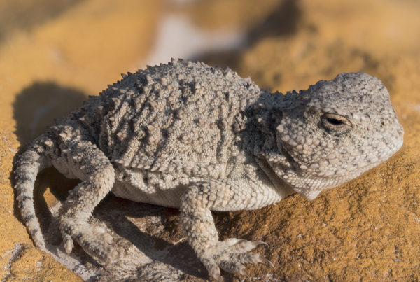 greater short horned lizard juvenile castle garden wy