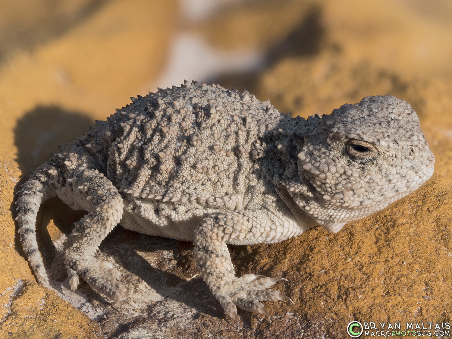 greater short horned lizard juvenile castle garden wy