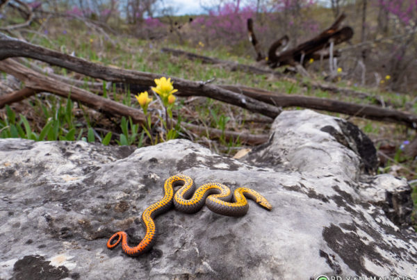 prairie ringneck snake ventrum colors