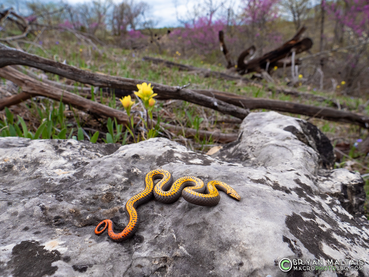 prairie ringneck snake ventrum colors