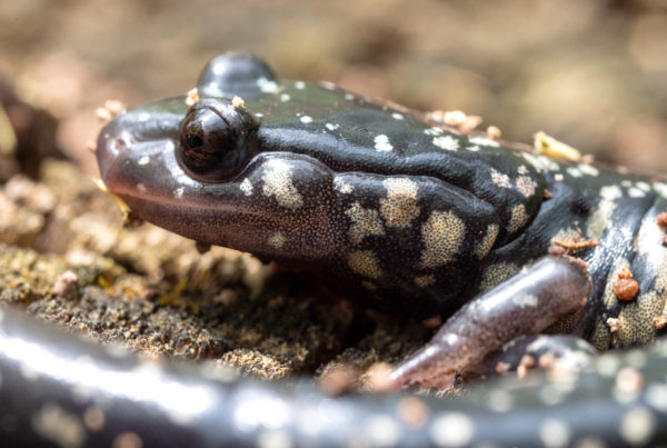 western slimy salamander head rockwoods reservation