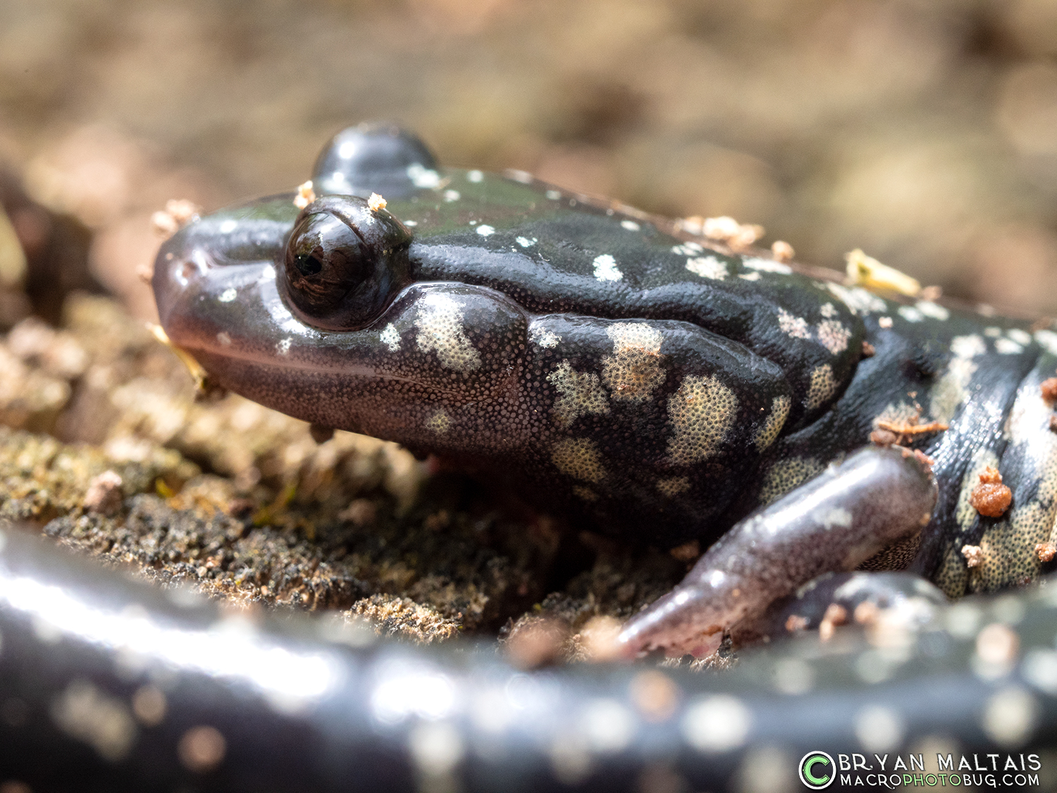 western slimy salamander head rockwoods reservation