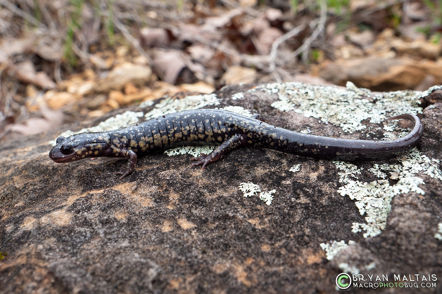 western slimy salamander