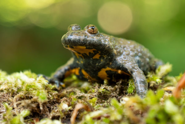 yellowbelly toad gelbbauchunke germany