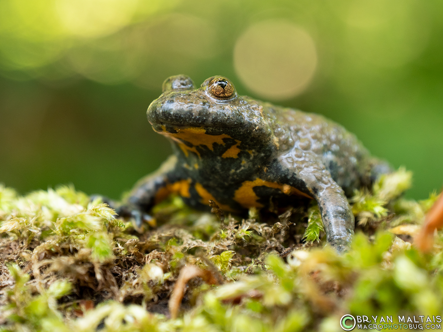 yellowbelly toad gelbbauchunke germany