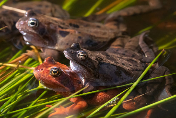 grass frogs breeding
