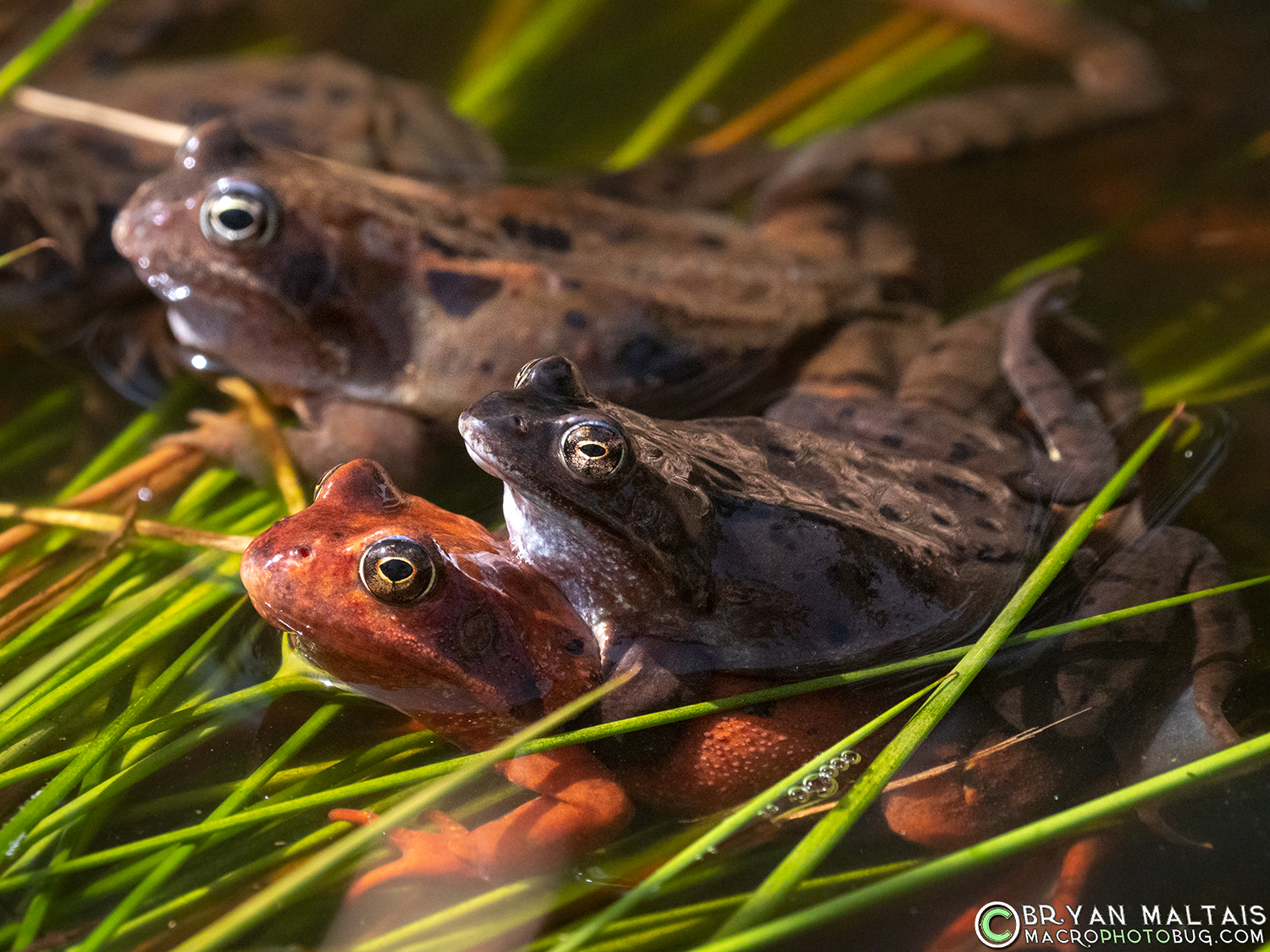 grass frogs breeding