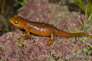 olympus stf-8 macro flash amphibian photography