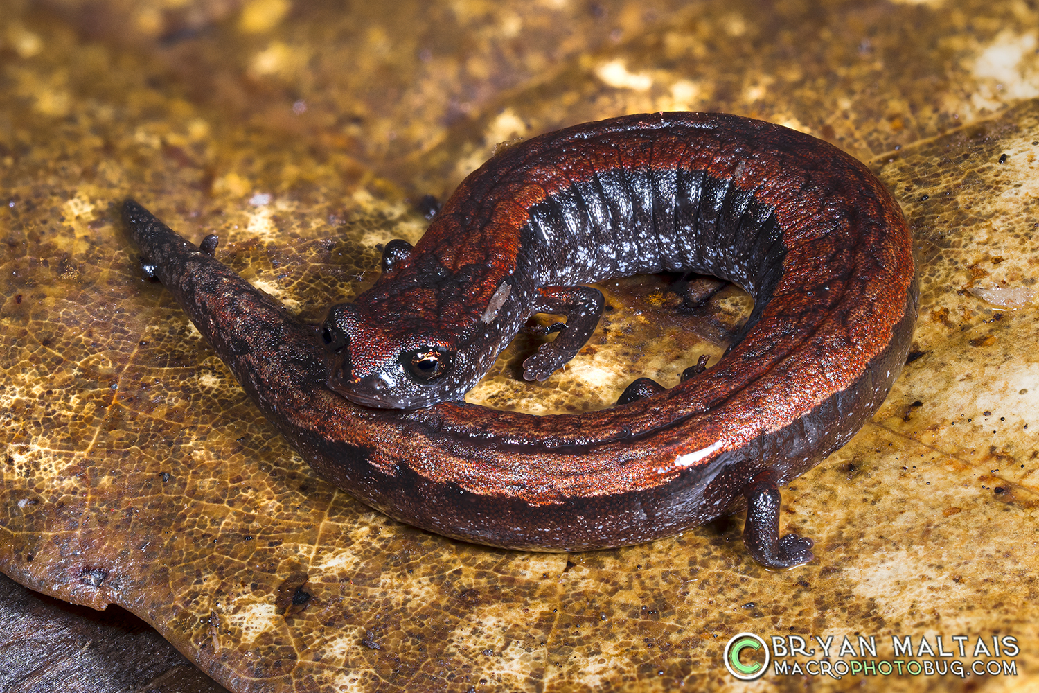 California Slender Salamander