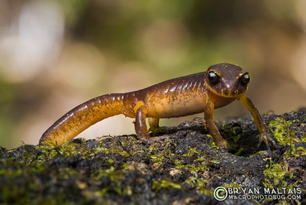 Ensatina Deffensive Posture