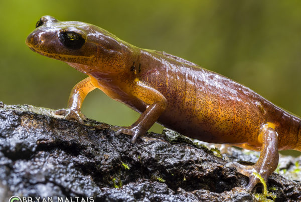 Ensatina Large Macro Focus Stack Big Basin