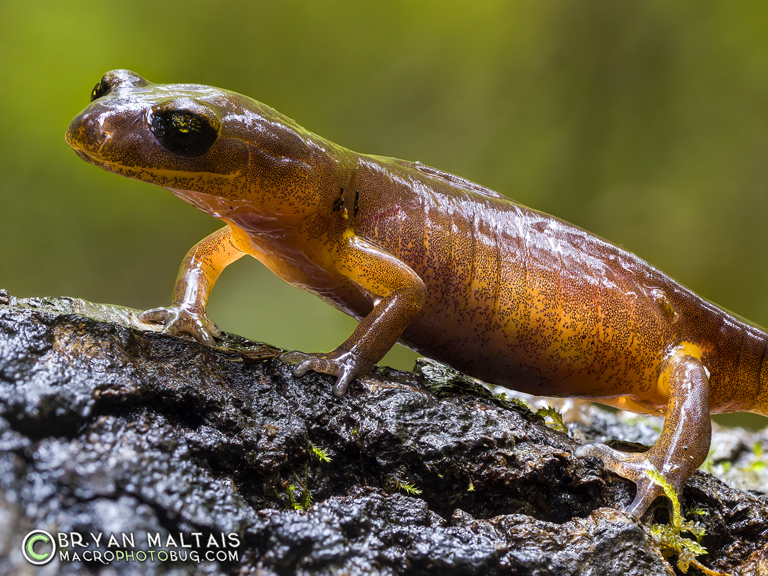 Ensatina Large Macro Focus Stack Big Basin